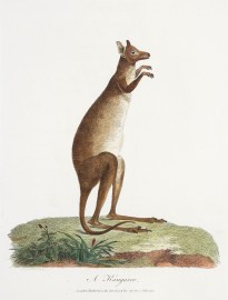 A Kangaroo. Australian - General