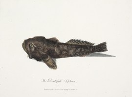 The Doubtfull Lophius. Fish & Marine Life