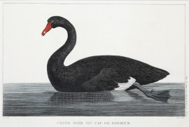 Cigne Noir Du Cap De Diemen. Australian Cigne Noir Du Cap De Diemen.