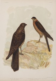 1. Astur Cruentus. West-Australian Goshawk. 2. Acc… Gracius Broinowski