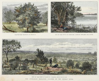 Orange-Tree Growing at Mildura, Site of … Acquisitions Maps & Prints