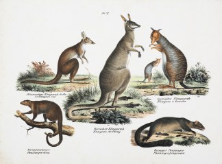 Le Kanguro rat  Kanguro a bandes Kanguro… Australian - General