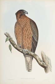 Aquila Morphnoides: Gould