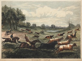 Mustering Cattle. Australiana (General)