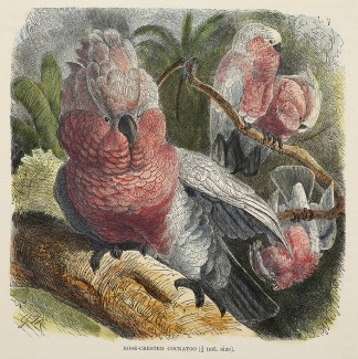 Red-Crested Cockatoo. Australian