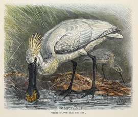 White Spoonbill