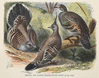 Crested and Common Bronze-Winged Doves. Australian