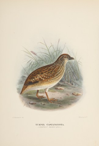 Turnix Castanonota. (Chestnut-backed Qua… Australian