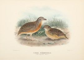 Turnix Pyrrhothorax. (Red-chested Quail). BIRDS