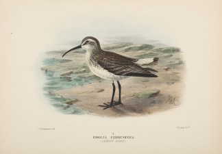 CURLEW SANDPIPER Australian