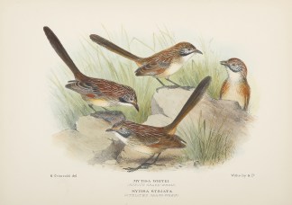 STRIATED GRASSWREN Australian