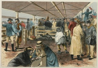 Sale-Day at the Melbourne Sheep and Catt… Australiana (General)