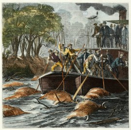 Troubles of Navigation on the River Darling.