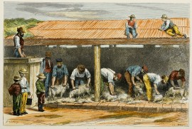 Sheep-Shearing.