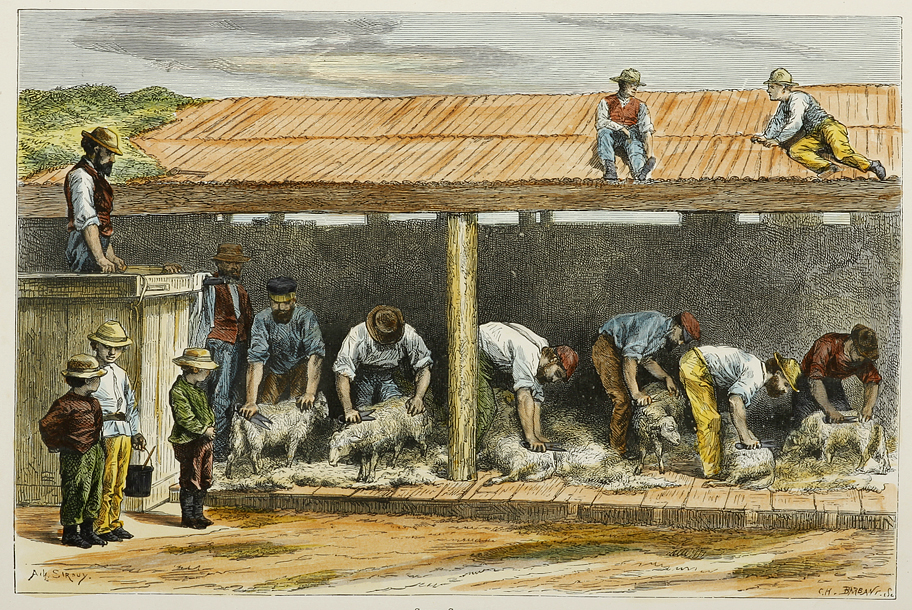 Sheep-Shearing. - Antique Print from 1887