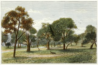 Bush Scene near Angaston. AUSTRALIA