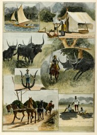 A Buffalo Hunt in Australia