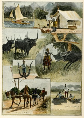 A Buffalo Hunt in Australia Australiana (General)