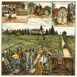 The Victorian Vintage Season, St. Hubert's Vineyard, Valley of the Yarra.
