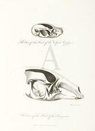 Skeleton of the Head of a Kangooroo / Skeleton of the Head of the Vulpine Opossum. Australian - General Skeleton of the Head of a Kangooroo / Skeleton of the Head of the Vulpine Opossum.