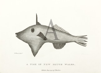 A Fish of New South Wales Fish & Marine Life