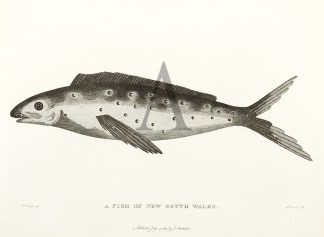 A Fish of New South Wales. Fish & Marine Life