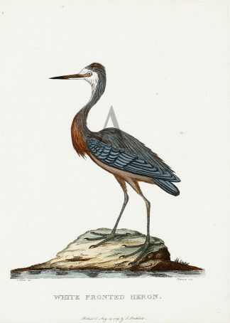 White Fronted Heron Australian