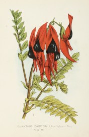 Clianthus Dampieri (Sturts Desert Pea) Australian - General
