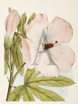 Hibiscus Splendens Australian - General