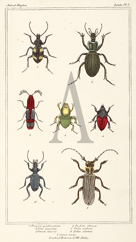 Scarab Beetle - Antique Print from 1836