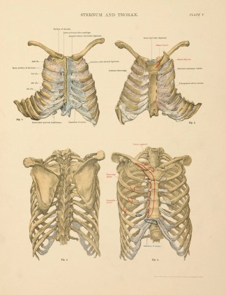 Sternum and Thorax Anatomical Various