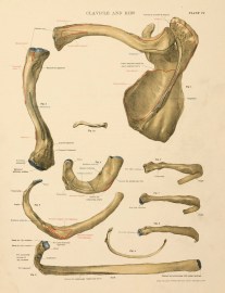 Clavicle and Hips