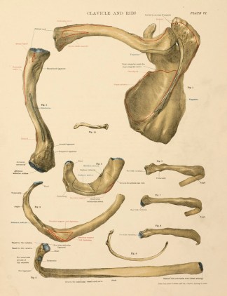 Clavicle and Hips Anatomical Various Clavicle and Hips Anatomical Various
