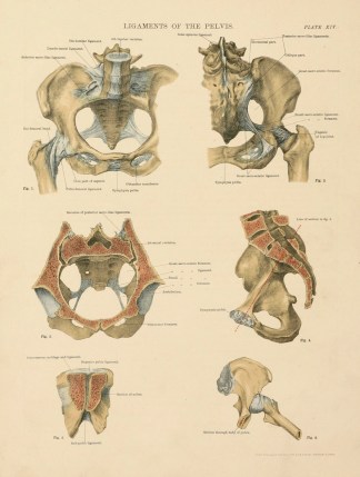 Ligaments of the Pelvis Anatomical Various