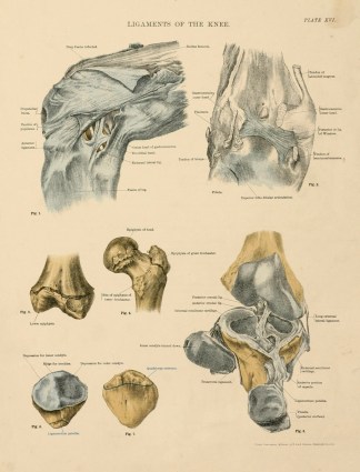 Ligaments of the Knee Anatomical Various