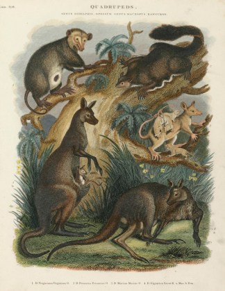 Quadrupeds. 1. Virginiana Virginian. 2. … Australian - General