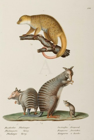 (Banded Hare Wallaby & Cuscus) Australian - General