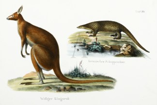 Wolliger Kanguruh Australian - General