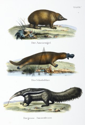 Der Ameisenigel Das Schnabelthier Der gr… Australian - General