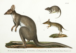 De dwergachtige Buidelmuis.-De Buideldas… ANIMALS