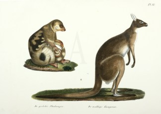 De gevlekte Phalanger, De wollige Kanger… Australian - General