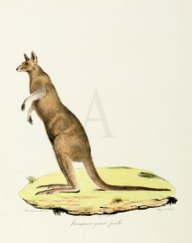 Kanguroo geant, femelle Australian - General