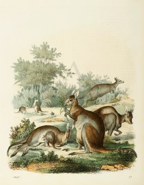Kangaroos Australian - General