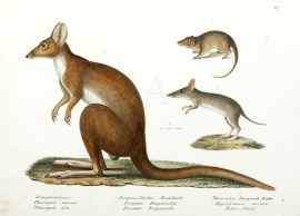 Phascogale minima, Perameles Bougainvilli, Hysipri… Australian - General