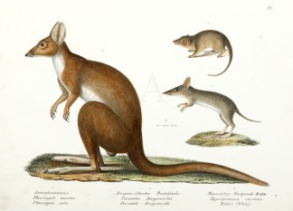 Phascogale minima, Perameles Bougainvill… Australian - General