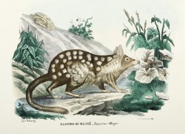Dasiuro di Mauge – Dasyurus Maugei Australian - General