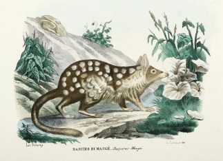 Dasiuro di Mauge – Dasyurus Maugei Australian - General