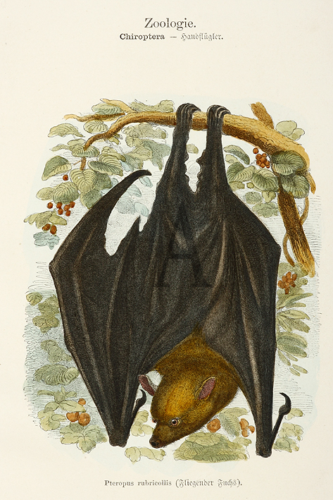 Pteropus rubricollic - Antique Print from 1890