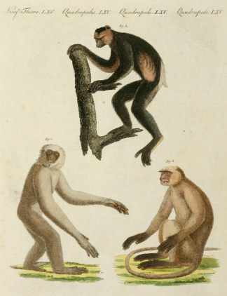 1. Simia Moloch  2. Simia Entellus  3. L… General / Global