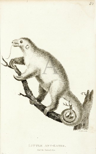 Little Ant-Eater General / Global